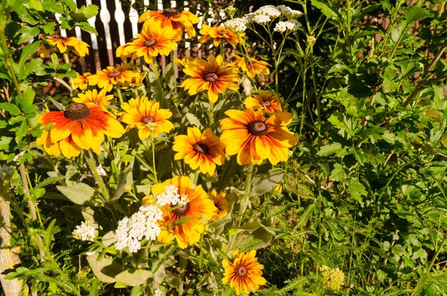 High angle view of bee on yellow flowers