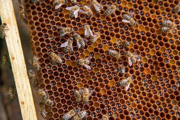 high angle view of bees on beeswax