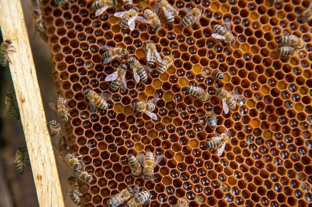 Photo high angle view of bees on beeswax