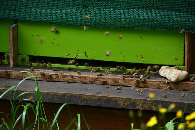 木製の構造物による蜂の高角度の眺め
