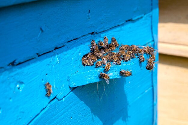 High angle view of bees on wood