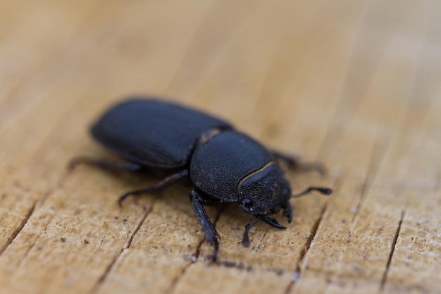 Photo high angle view of beetle on wood