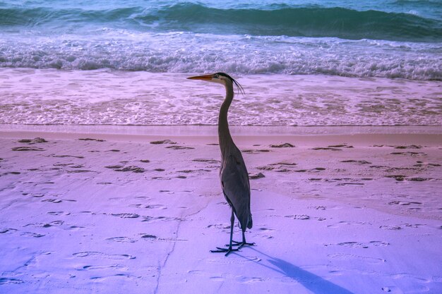 High angle view of bird on beach