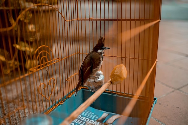 Foto vista ad alto angolo dell'uccello in gabbia
