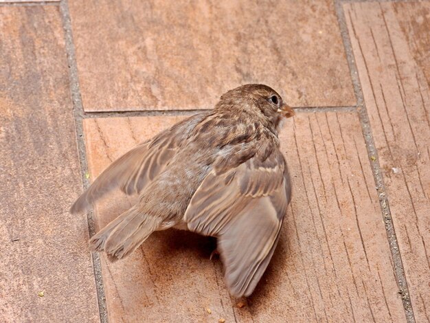 High angle view of bird eating wood