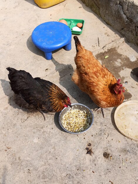 High angle view of a bird eating