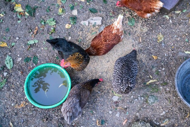 High angle view of bird feeding