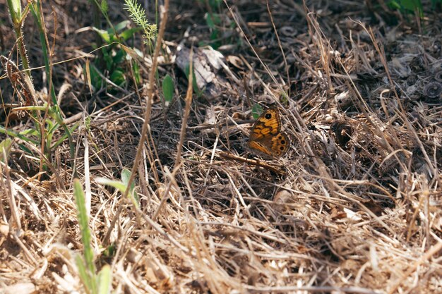 High angle view of bird on field