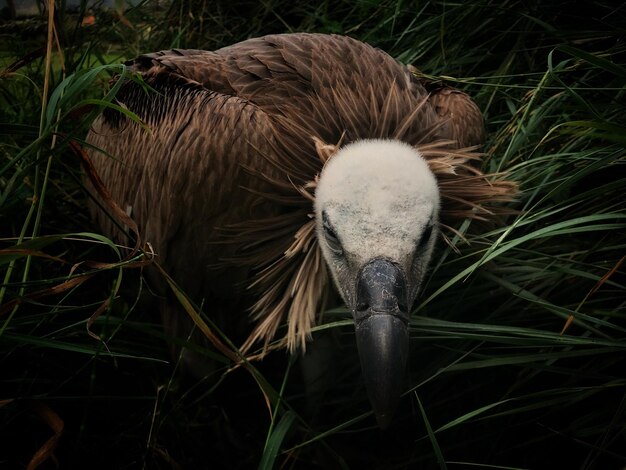 Foto vista ad alta angolazione di un uccello sul campo