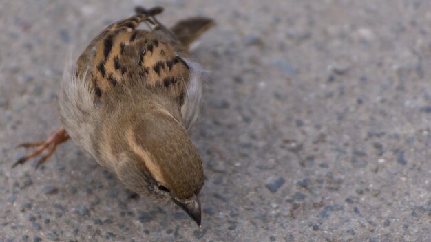 High angle view of a bird on field