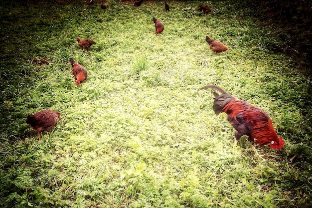 High angle view of bird on field