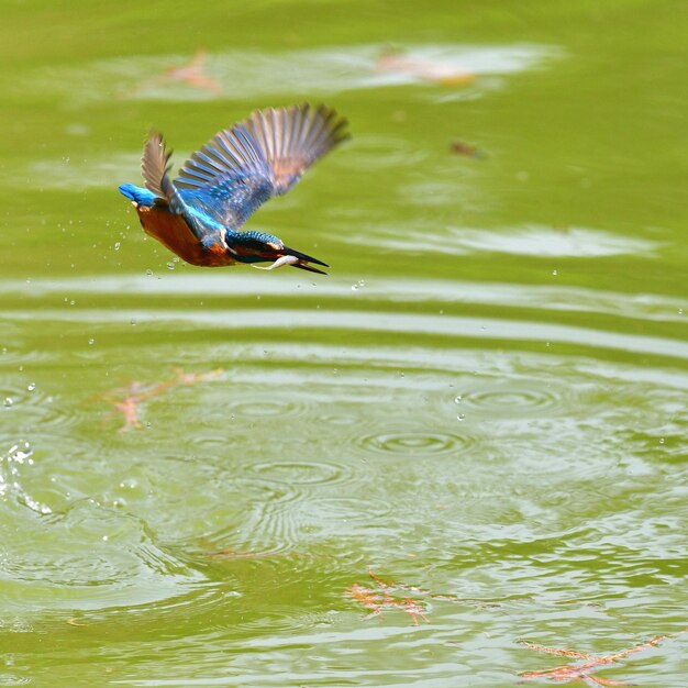 Foto vista ad alto angolo di un uccello che vola sopra il lago