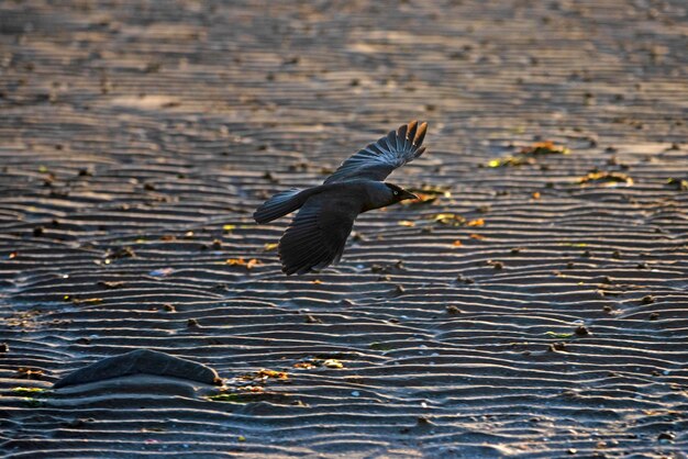 湖の上を飛ぶ鳥の高角度の景色