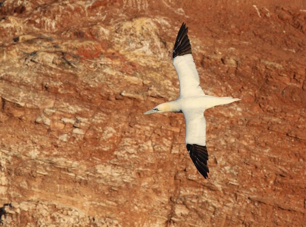 Foto vista ad alta angolazione di un uccello che vola sopra il paesaggio