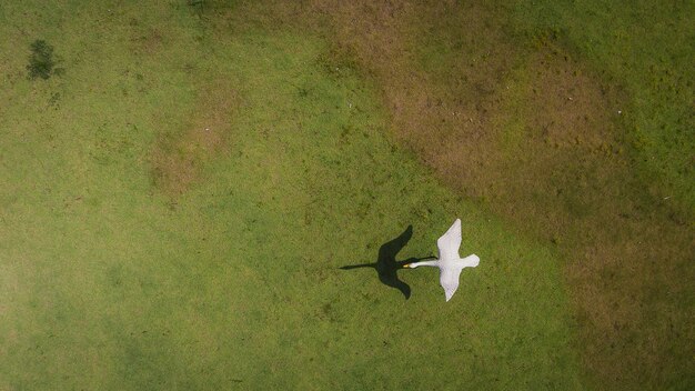 Foto vista ad alto angolo dell'uccello che vola