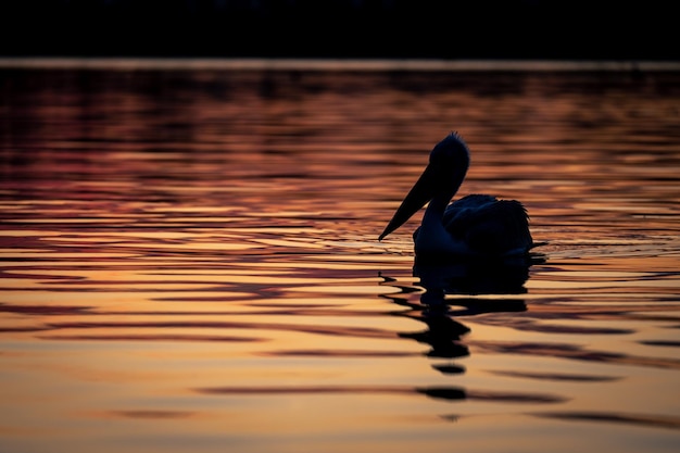 Photo high angle view of a bird in lake during sunset