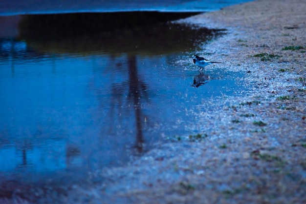 Foto vista ad alta angolazione dell'uccello nel lago