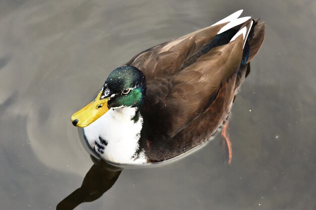 Photo high angle view of a bird in lake