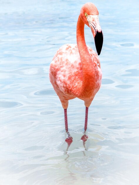 Photo high angle view of bird in lake