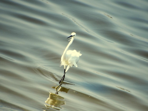 湖上の鳥の高角度の景色