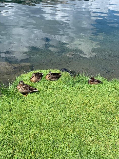 High angle view of bird in lake