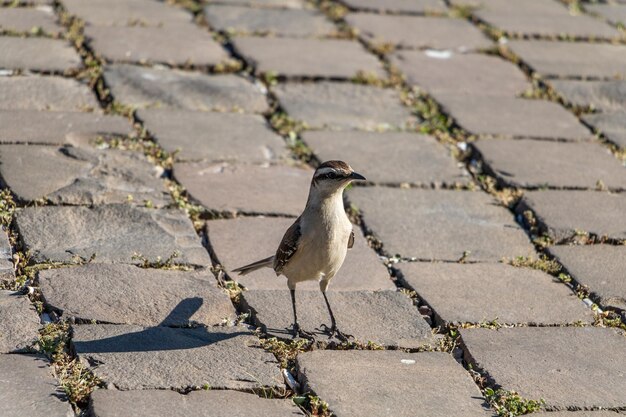 High angle view of bird on land