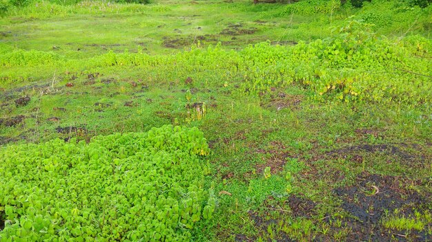 High angle view of bird on land