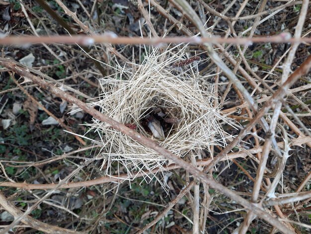 Photo high angle view of bird in nest on field