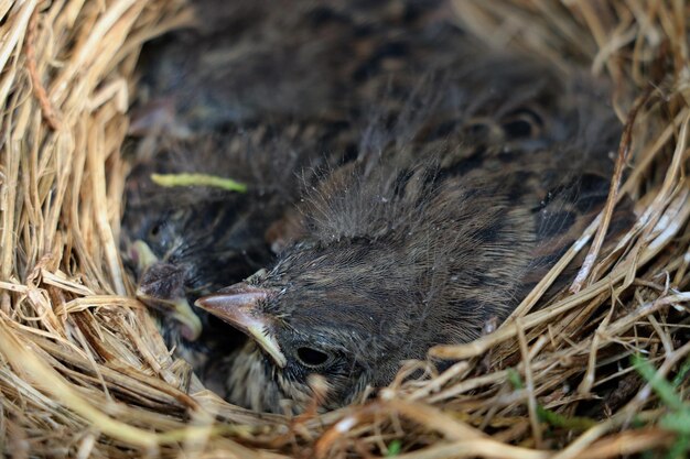 巣の中の鳥の高角度の景色