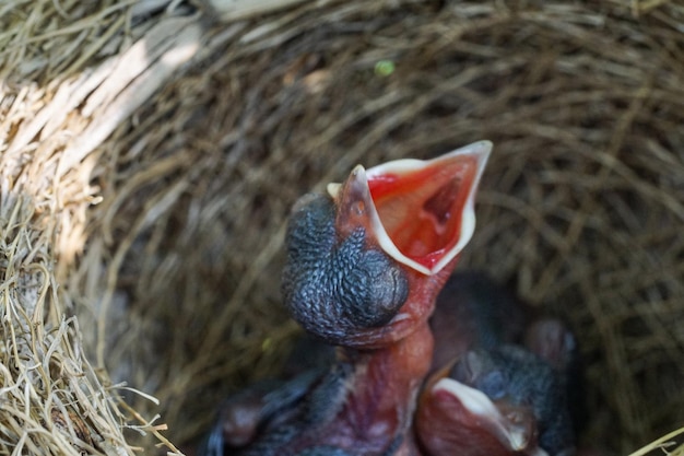 Photo high angle view of bird in nest