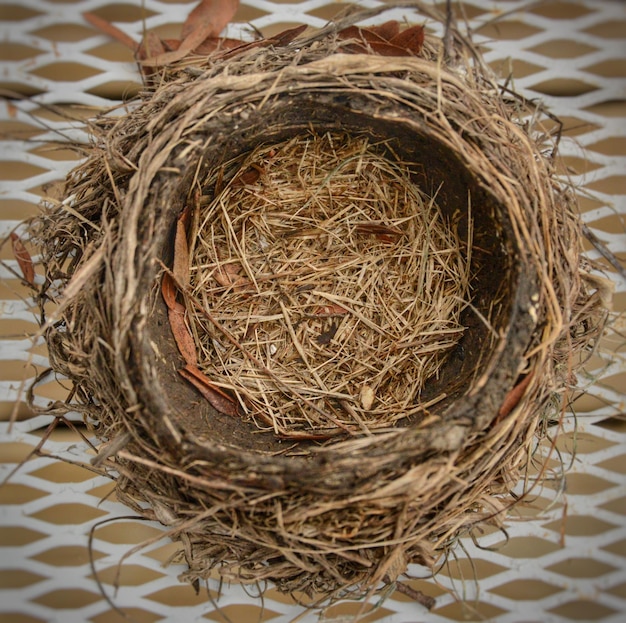 Photo high angle view of bird nest