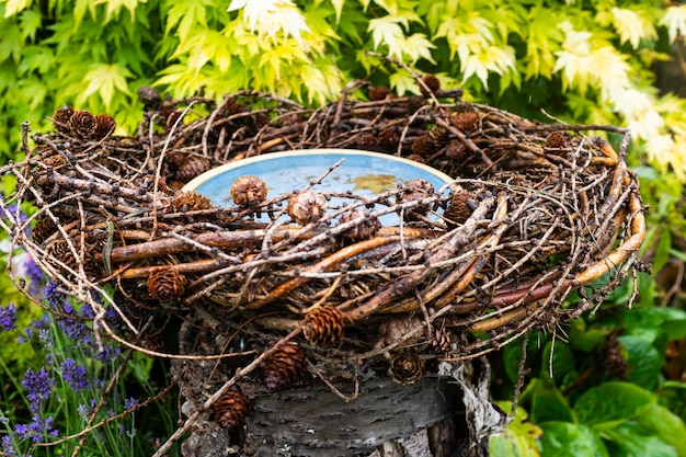 High angle view of bird in nest