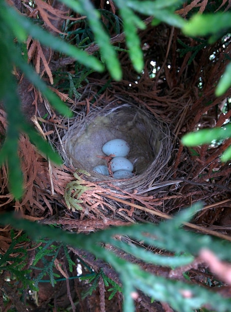 巣の中の鳥の高角度の景色
