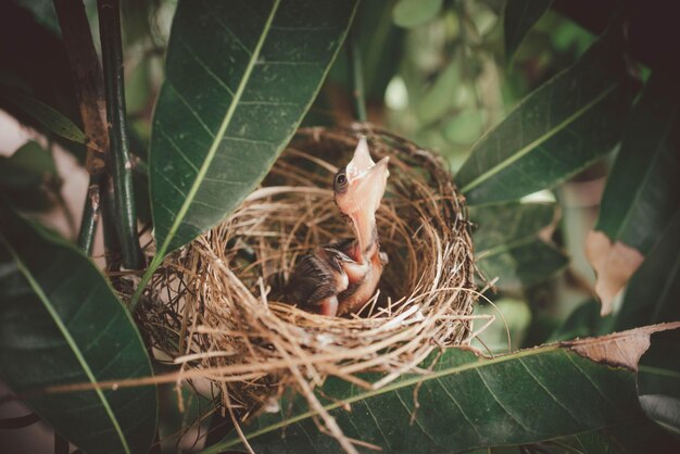 Photo high angle view of bird in nest