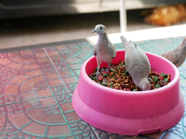 High angle view of bird perching in bowl