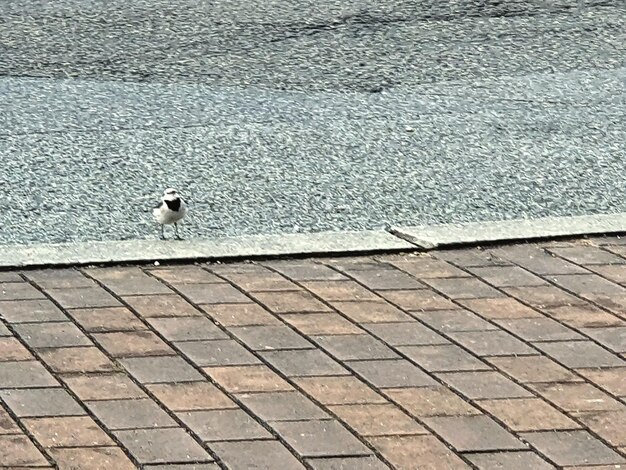 High angle view of bird perching on footpath