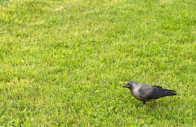 Foto vista ad alto angolo di un uccello appoggiato sull'erba