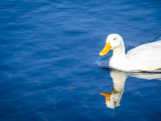 High angle view of bird perching on lake