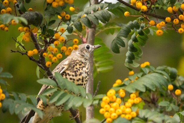 Photo high angle view of bird perching on a tree