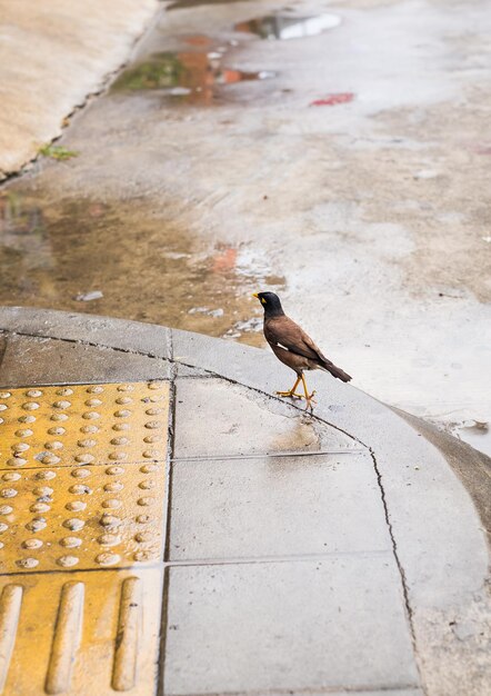 High angle view of bird perching on wet footpath