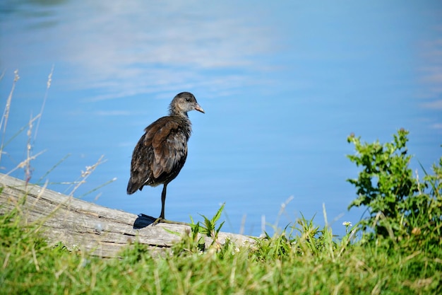 Foto vista ad alta angolazione di un uccello appoggiato sul legno sulla riva del lago in un parco boscoso