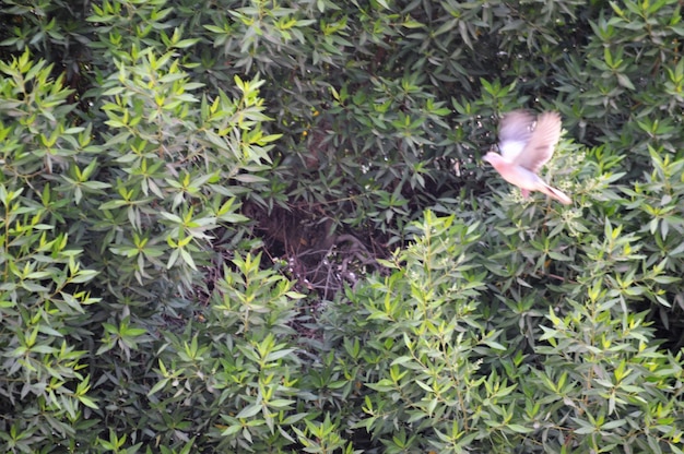 Photo high angle view of bird on plants