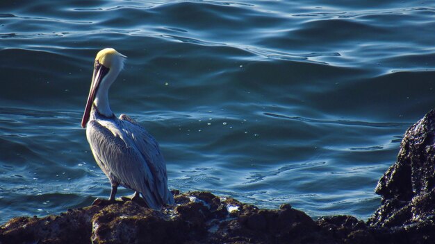 High angle view of bird on rock by lake