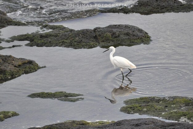 Photo high angle view of bird on rock at lake