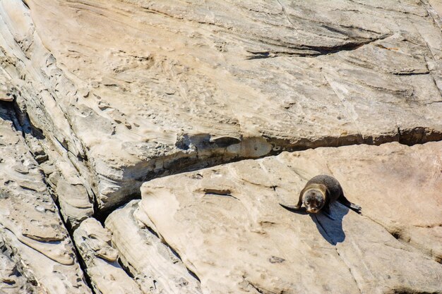 Photo high angle view of bird on rock