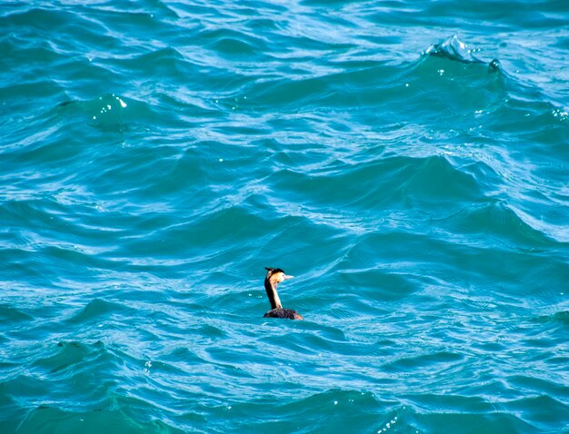 High angle view of bird on sea