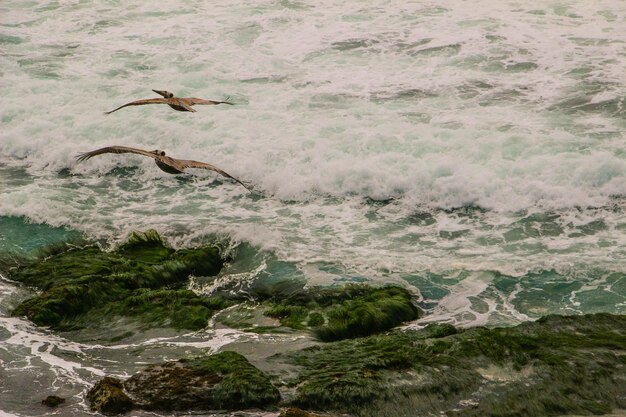 Foto vista ad alto angolo dell'uccello sulla riva