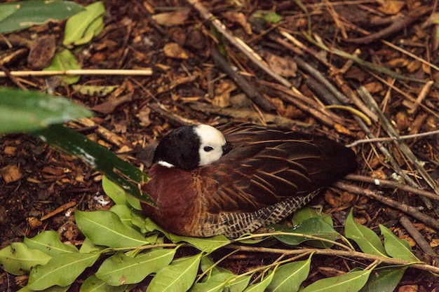 Photo high angle view of bird sitting on field