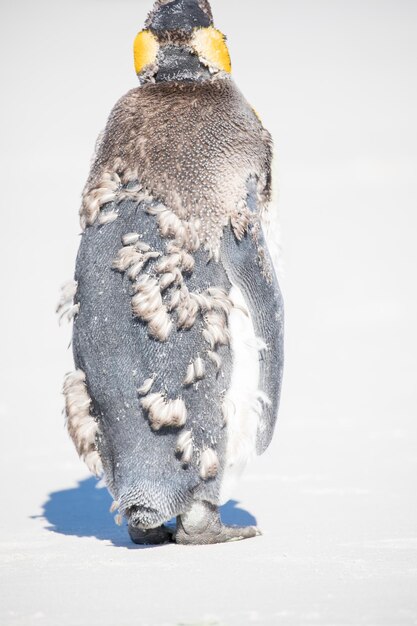 Photo high angle view of bird on snow covered land