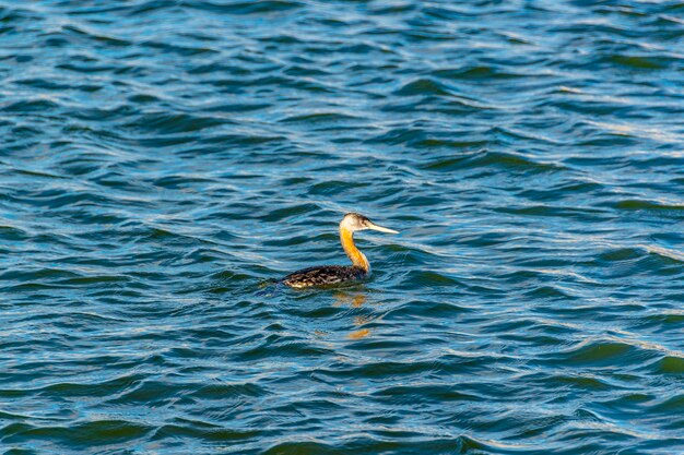 湖で泳ぐ鳥の高角度の景色